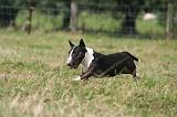 BULL TERRIER MINIATURE 076